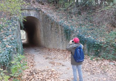 Pourcieux - Les vignes